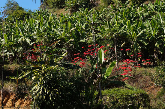 Sogar Weihnachtssterne wachsen wild in Thailand!
