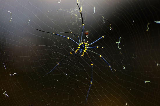 Dieses Ding ist ca. 15 Zentimeter groß  - die haben wir auf dem Weg zum Wasserfall entdeckt