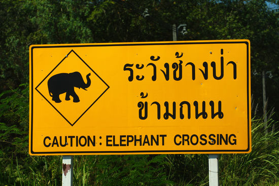 Leider haben wir keinen über die Straße traben sehen!