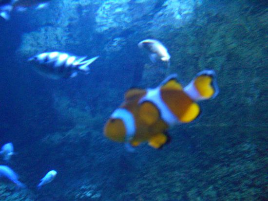 Wir haben Nemo gefunden