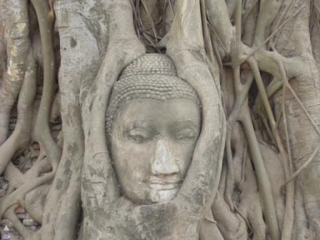 Der beruehmte Buddah im Baum