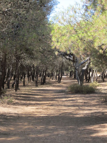 ...hier gibts nur Steppe, Oliven-und andere vertrocknete -Bäume..