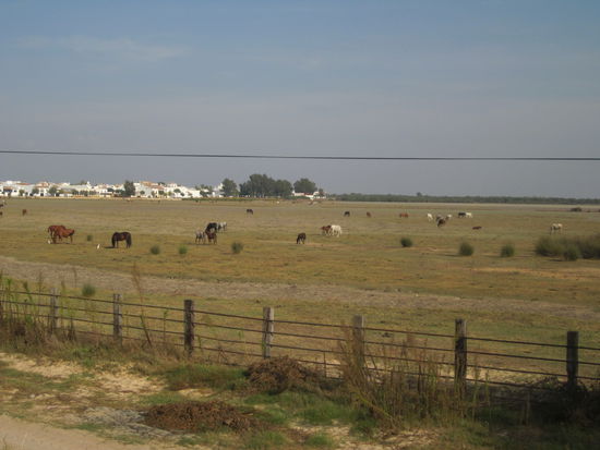 Ein Traum - eine riesen Wiese voller Pferde -