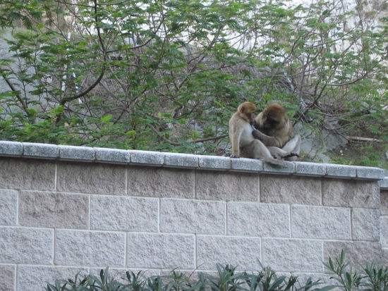 die Bergaffen von Gibraltar