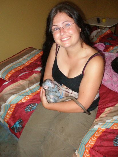 Pflegeaffe Joe beim schlafen