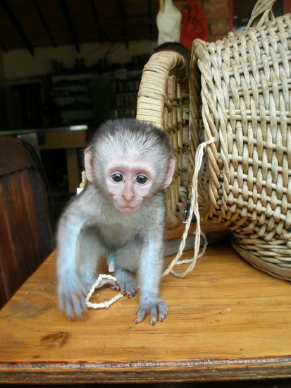 Pflegeaffe Joe beim spielen auf dem Tisch