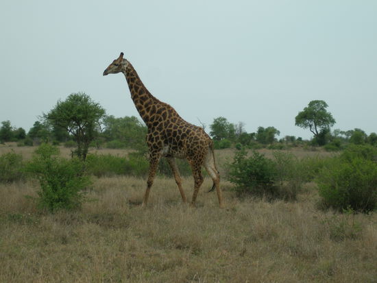 Giraffe