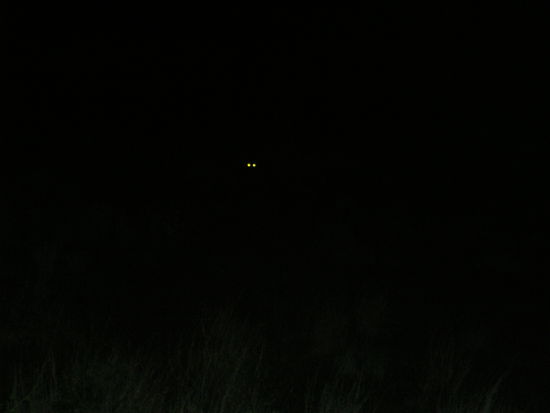 Krueger Park bei Nacht!!!
Bitte ganz genau hinschauen!
Dort sind eine ganze Herde von Hyanen am Fressen einer Giraffe....leider sieht man nur 2 Augen von einer Hyaennen, die gerade in die Kamera schaut!