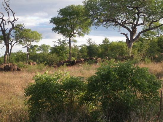 Eine Herde von Bueffel