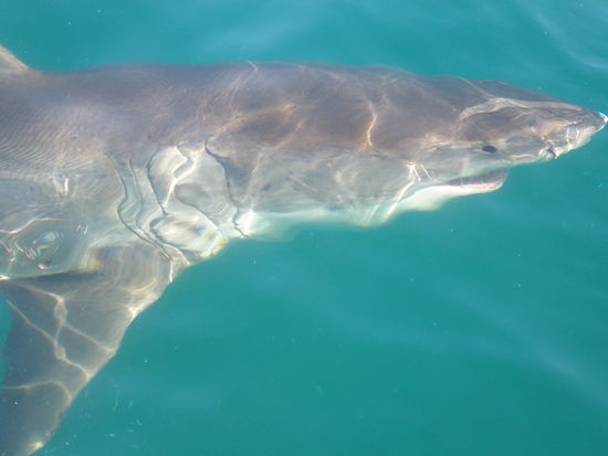 Ein Hai der um unser Boot herum schwamm