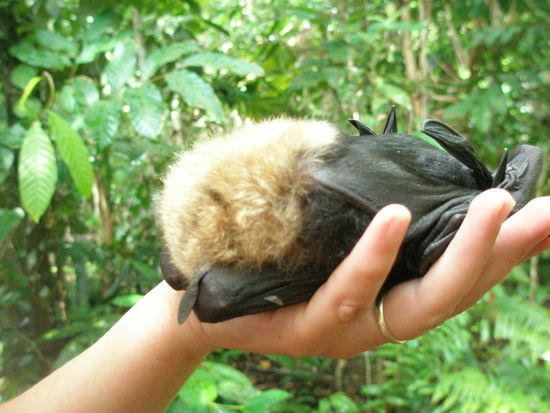 Einer der Baby-Fledermaeusse beim schlafen auf meiner Hand