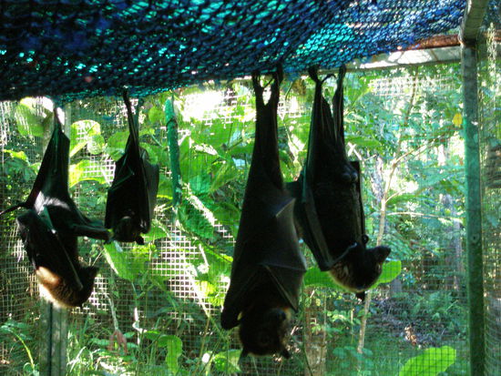 Die erwachsenen Fledermaeusse 
(Flying Foxes)