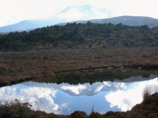 Ein Spiegelbild vom Berg Ruapehu in einem kleinen See im Feuchtgebiet des Nationalparks!