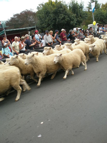 Das Schafsrennen in Te Kuiti