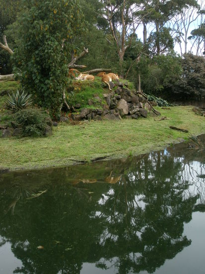 Die Tieger beim schlafen im Gehege