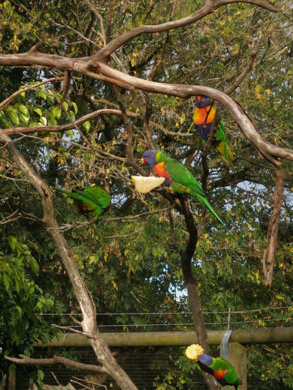 Das Vogelgehege, in welchem man rumlaufen konnte und die Voegel um einen herum flogen....sehr schoen gemacht!