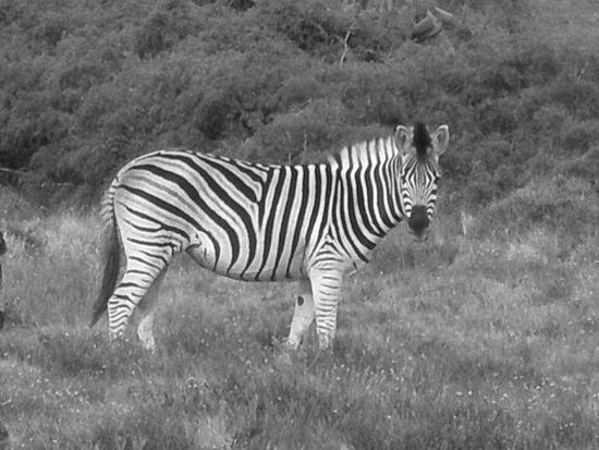 Zebra im Schocia Park