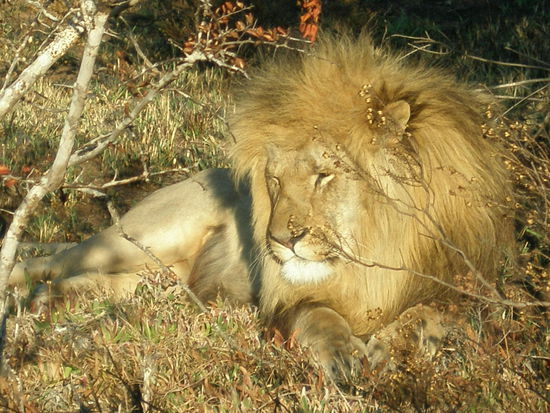 Loewe im Schocia Park