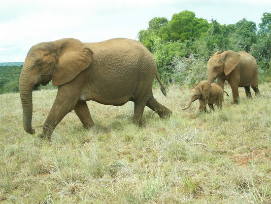 Elefanten im Addo Elefant Park