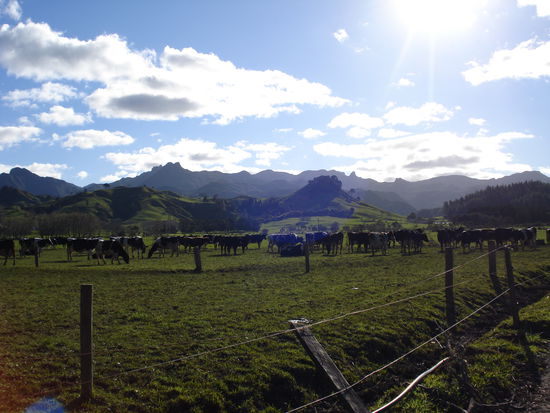 Auf dem Rueckweg nach Auckland