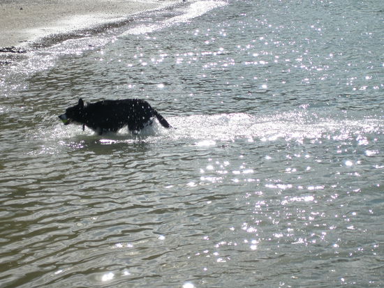 wieder mal geschafft den Ball aus dem Meer zu fischen. War sehr schoen Mac dabei zuzusehen, da er Angst vor den Wellen hatte und vor dem Tiefen und bei jeder Welle stehen blieb