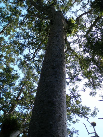 ein Kauri Baum, den ich aus langweile glaube aus 10.000 verschiedenen Winkeln fotografiert habe