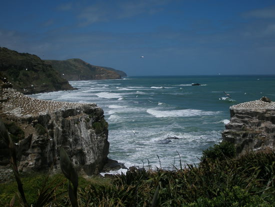 Muriwai Beach, der bekannt fuer seine Gannet Vogel - Kolonie ist