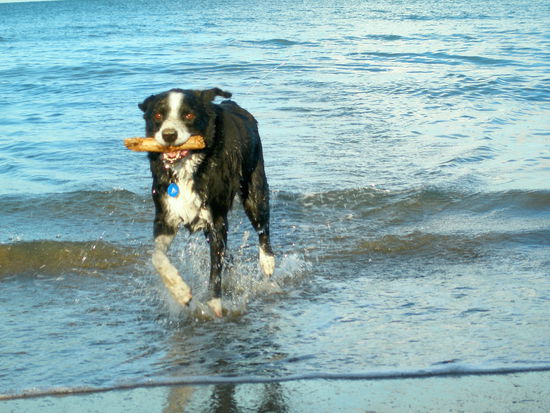 Mac beim Strandspaziergang