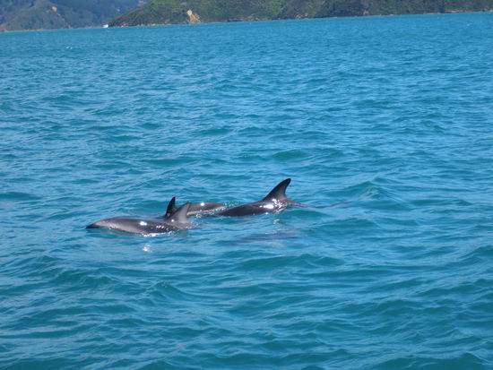 Delphine, die wir bei unserer Bootstour besichtigten
