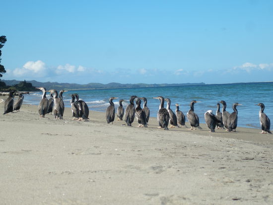 Golden Bay, Strand (Nein es sind keine Pinguine, es sind Voegel aber laufen tun sie wie die Pinguine 