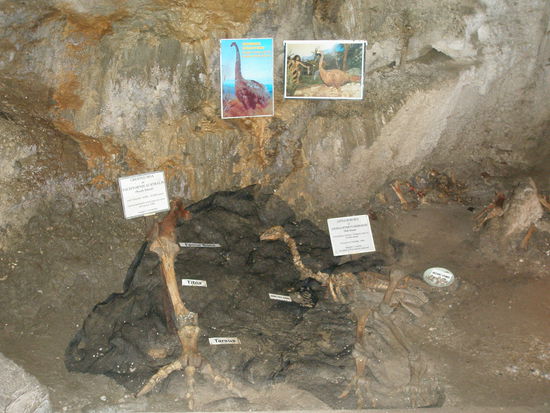 Knochen von einem Moa Vogel