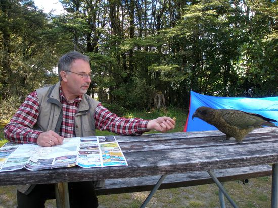 Papa versucht gerade herauszufinden wie zahm so ein Kea Vogel ist wenn es was zu futtern gibt
