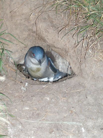 ein paar blaube Pinguin - Kueken waren auf ihre Eltern bzw. auf das Futter