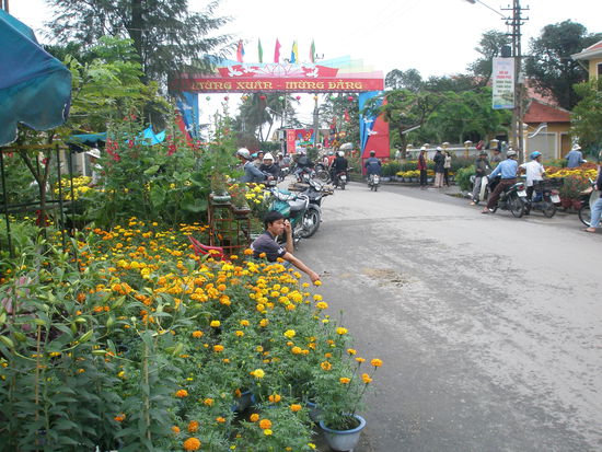 der Blumenmarkt in Hoi An, wo sich viele Blumen kaufen um das Haus ueber das Lunear Neujahr schoener zu gestalten