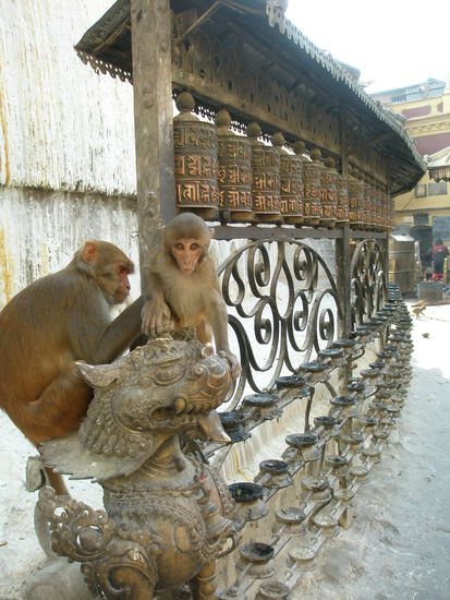 der Monkey Temple