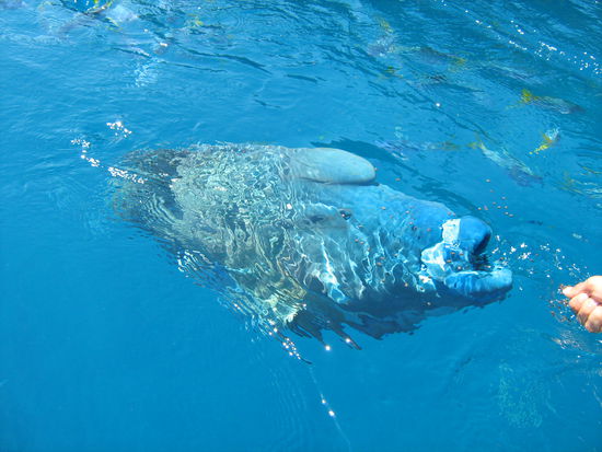 direkt vor unserem Boot...ja und da in dem Wasser war ich auch drin. Der Fisch ist zwar gross, aber nur neugierig 