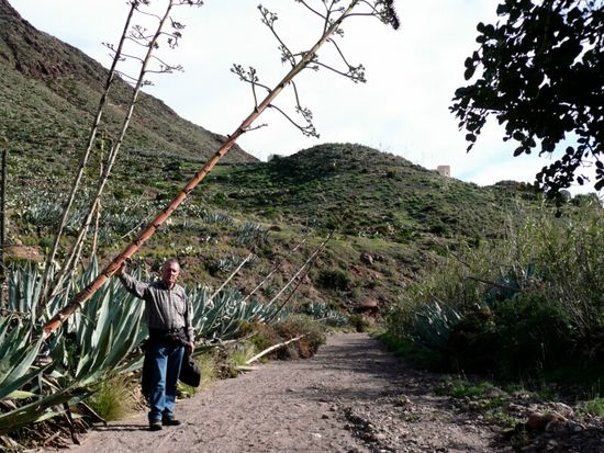 Agaven im NP Cabo da Gata