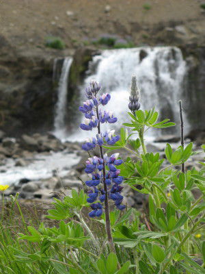 Wasserfälle und Lupinen - typisch isländisch