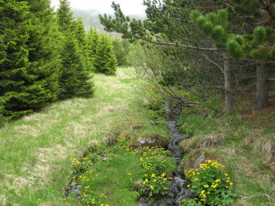 isländischer Wald