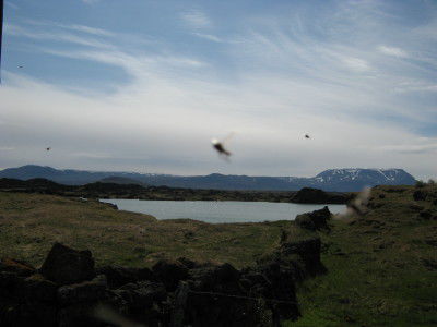 Mücken am See