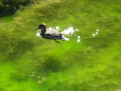 grüner See mit Ente