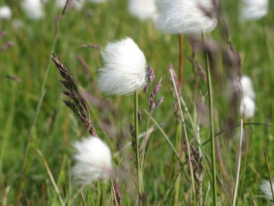 Wollgras!
