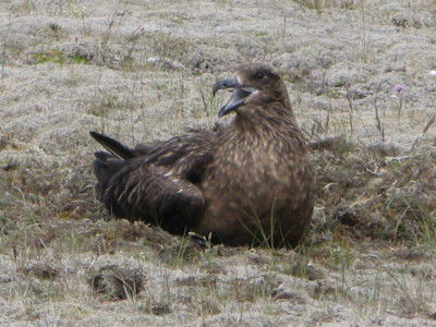 Skua
