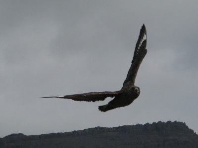 wütende Skua im Anflug