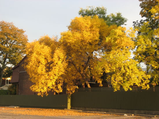 Und wieder zurück in The Danforth