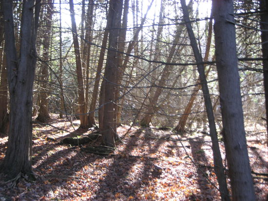 Leider sind keine Blätter mehr an den Bäumen