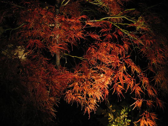 Auf meinem Weg nach Hause komme ich immer an diesem Haus/Garten vorbei - hier sind noch ein paar Blaetter an den Baeumen und sie sind herrlich beleuchtet