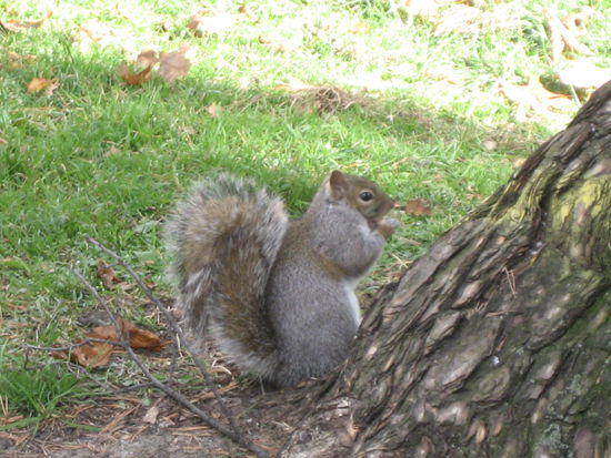 Eigentlich sind Eichhörnchen überwiegend schwarz..