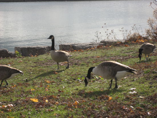 Kanadische Gänse am Ufer des Ontariosees