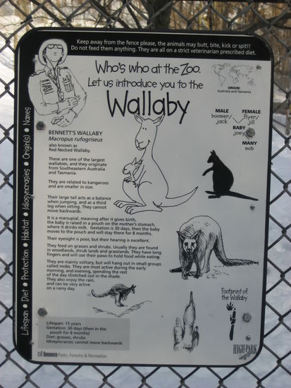 Im High Park gibt es einen kleinen Zoo - den Wallaby's war es allerdings zu kalt. Kein Wunder, sie kommen ursprünglich aus Australien......